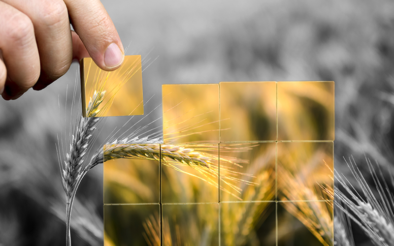 Food Security & Supply Aggregation